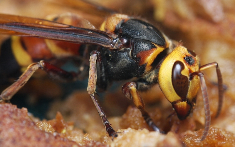murder hornet