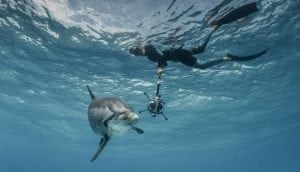 Deciphering Dolphins: Using VR to Uncover Their language