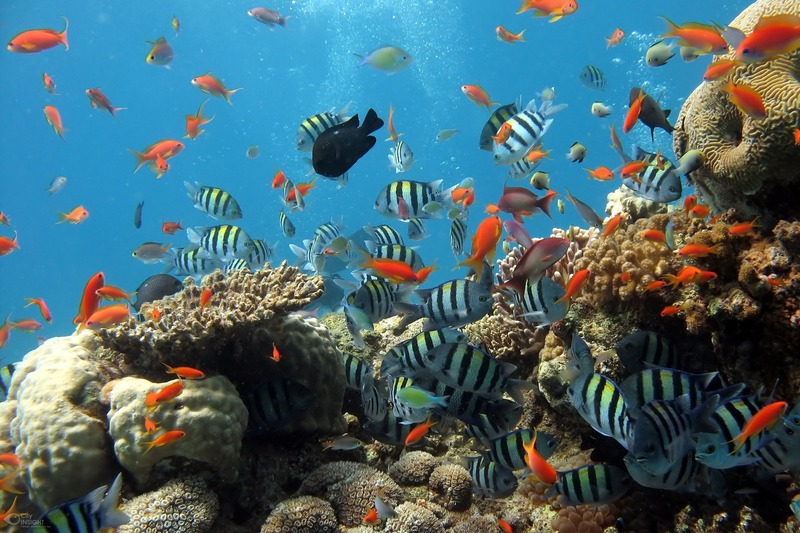 sea-underwater-biology-fish-coral-coral-reef-981484-pxhere.com
